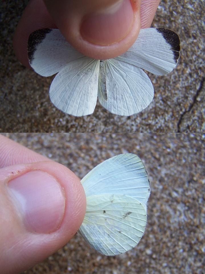 FIGURE 2 FIGURE 2